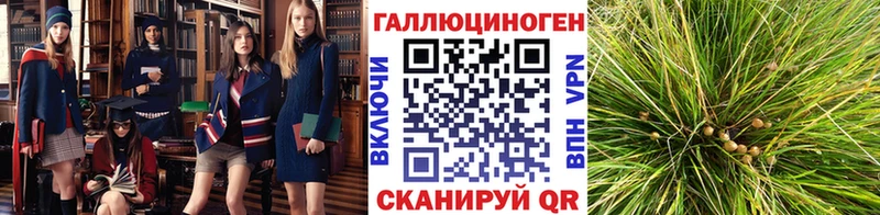 дарнет шоп  Шимановск  Псилоцибиновые грибы мицелий 